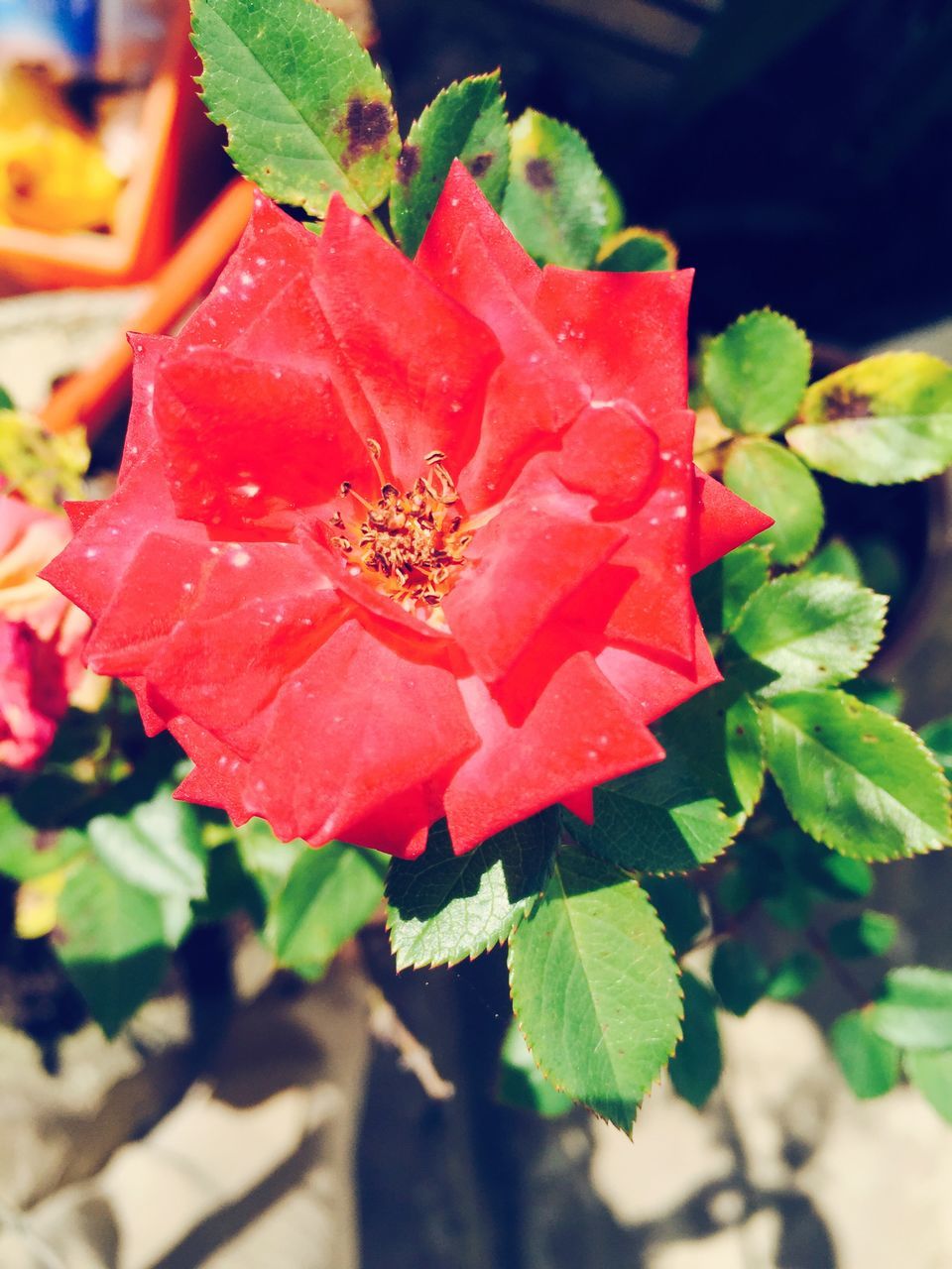 insect, one animal, animal themes, animals in the wild, wildlife, leaf, flower, close-up, red, freshness, plant, growth, fragility, green color, focus on foreground, nature, beauty in nature, petal, selective focus, high angle view