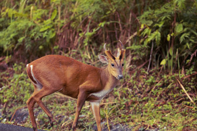 Side view of barking deer in khao yai national park thailand