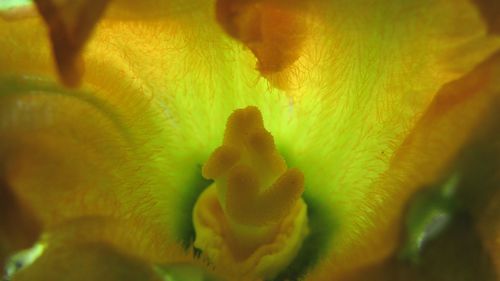 Close-up of yellow flower