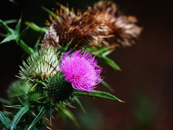 Close-up of pink thistle flower