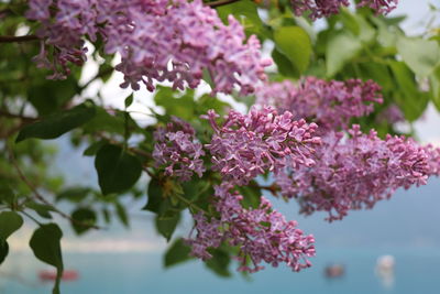 Close-up of pink flowering plant