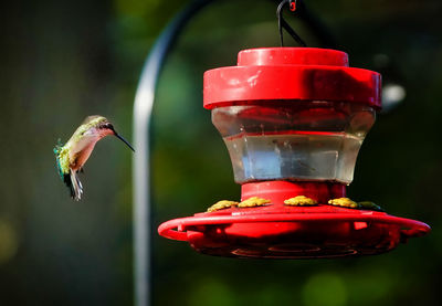 Close-up of red bird flying