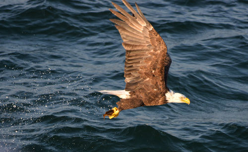 Bird flying over sea