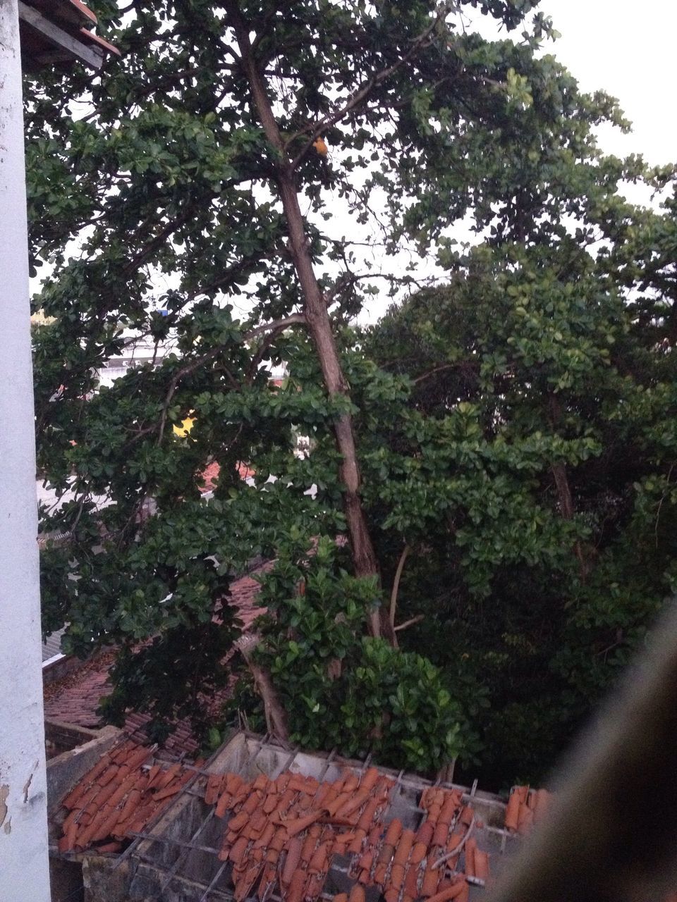 tree, growth, nature, no people, low angle view, plant, beauty in nature, day, outdoors, tranquility