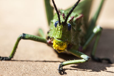 Close-up of insect