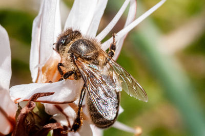 Close-up of bee pollinating on flower