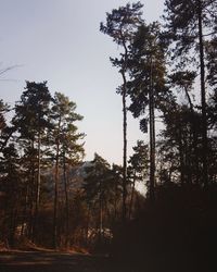 Low angle view of trees in forest against sky