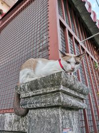 Cat relaxing on wall of building
