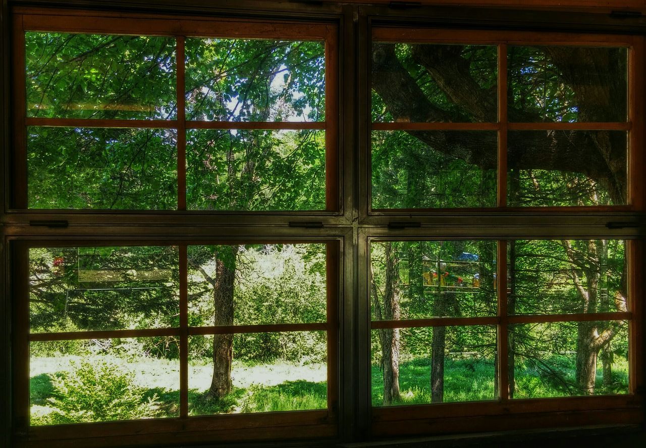 window, indoors, glass - material, transparent, full frame, tree, pattern, backgrounds, closed, window frame, glass, geometric shape, built structure, house, close-up, day, growth, wood - material, green color, no people