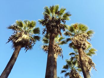 Low angle view of palm trees against blue sky