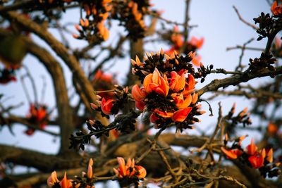 Close-up of orange flowers blooming on tree