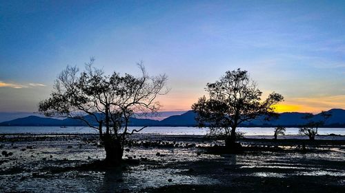 Silhouette trees on beach against sky during sunset