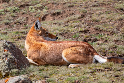 Side view of lion relaxing on land