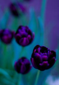 Close-up of purple flowers
