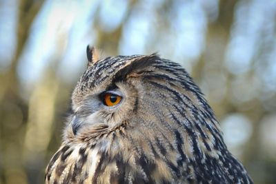 Close-up of owl