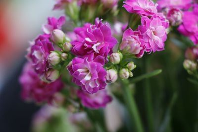 Close-up of pink flowers