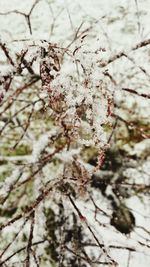 Close-up of bare tree against the sky