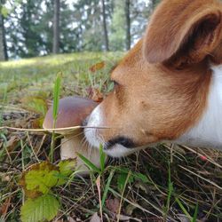 Close-up of dog near the boletus