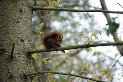 Low angle view of monkey on tree