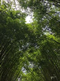 Low angle view of bamboo trees in forest