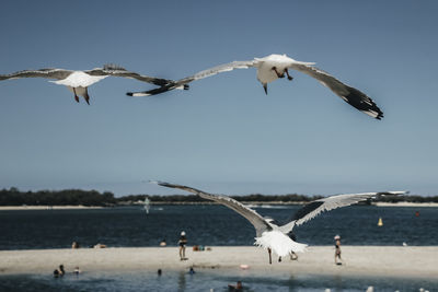 Seagulls flying over sea against sky