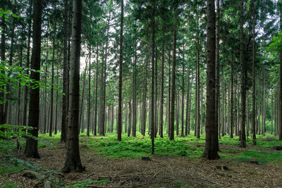 Trees growing in forest