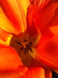 Macro shot of orange day lily