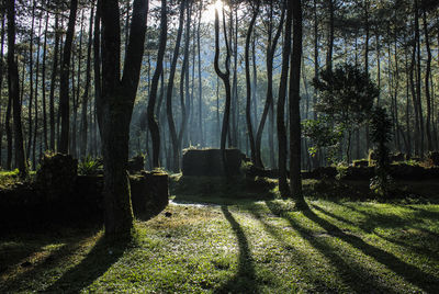 Trees in forest