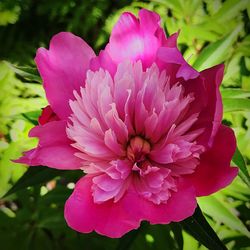 Close-up of pink flower blooming outdoors