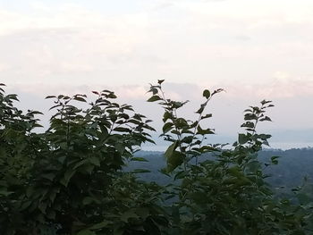 Low angle view of plants against sky
