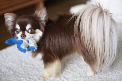 Portrait of chihuahua playing toy on rug