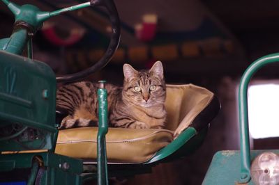 Portrait of cat sitting on vehicle seat