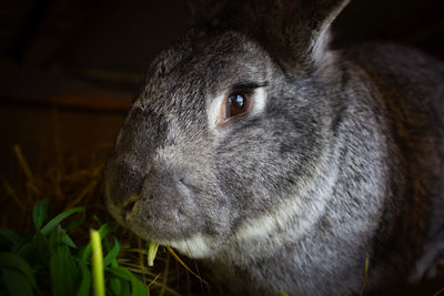 A very large gray rabbit that eats grass. pet, rabbit sits in a cage with sad eyes.