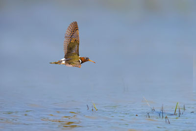 Close-up of bird flying over lake