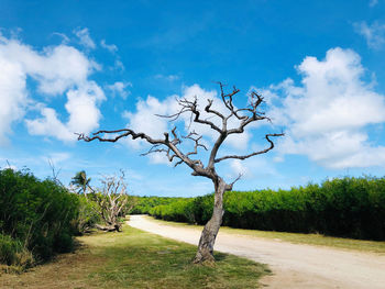 Trees on field against sky