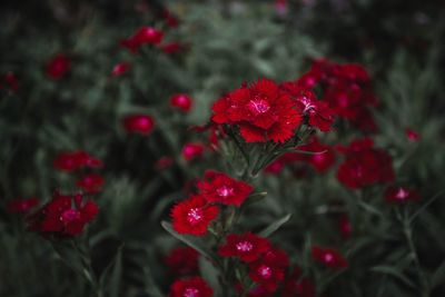 Close-up of red flowering plant