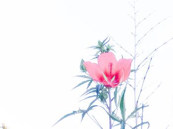 Close-up of red flower