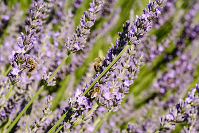 Close-up of purple flowers