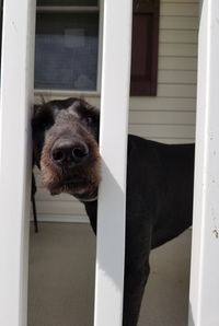 Portrait of dog looking through window