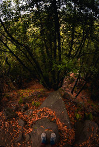 View of trees in the forest