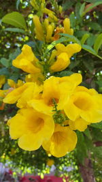Close-up of yellow flowers blooming outdoors