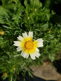 Close-up of yellow flower blooming outdoors