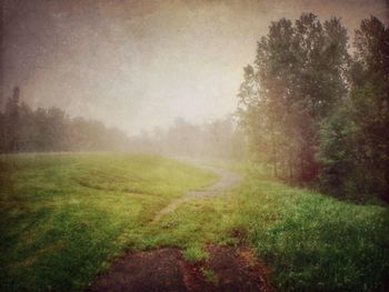 Trees on grassy field in foggy weather