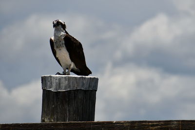 Bird perching on wooden post