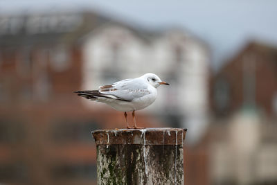 Close-up of seagull perching on wooden post