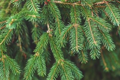 Close-up of pine tree