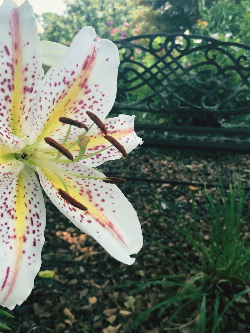 nature, flower, growth, fragility, leaf, outdoors, day, no people, close-up, beauty in nature, petal, flower head, freshness, plant, stamen