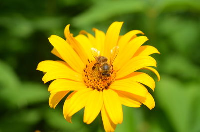 Close-up of insect on yellow flower