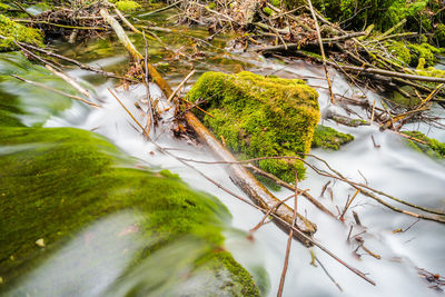 Close-up of moss covered tree by lake