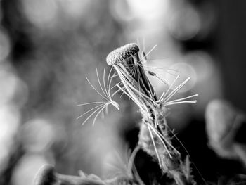 Close-up of wilted plant